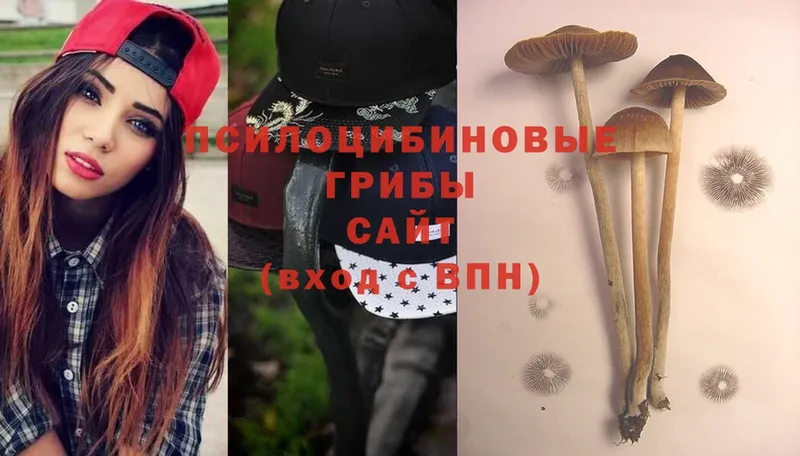 Псилоцибиновые грибы Cubensis  Вятские Поляны 